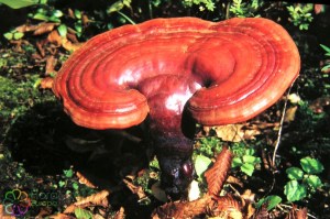 Ganoderma lucidum 1 (1000 x 750).jpg_product_product_product_product_product_product_product_product_product